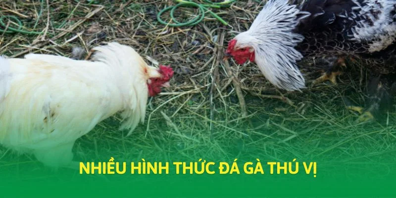 Nhiều hình thức đá gà thú vị
