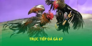 Trực tiếp đá gà 67